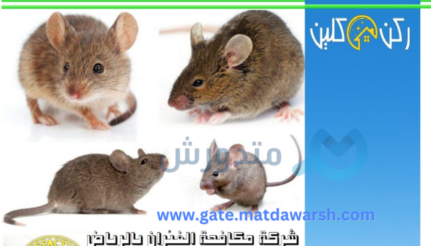 شركة مكافحة حشرات وصراصير بالرياض